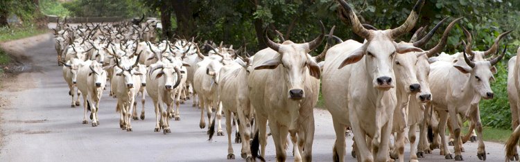 पहली गौ-कैबिनेट की बैठक कल सुबह 11 बजे भोपाल स्थित मंत्रालय में होगी, आगर में नहीं